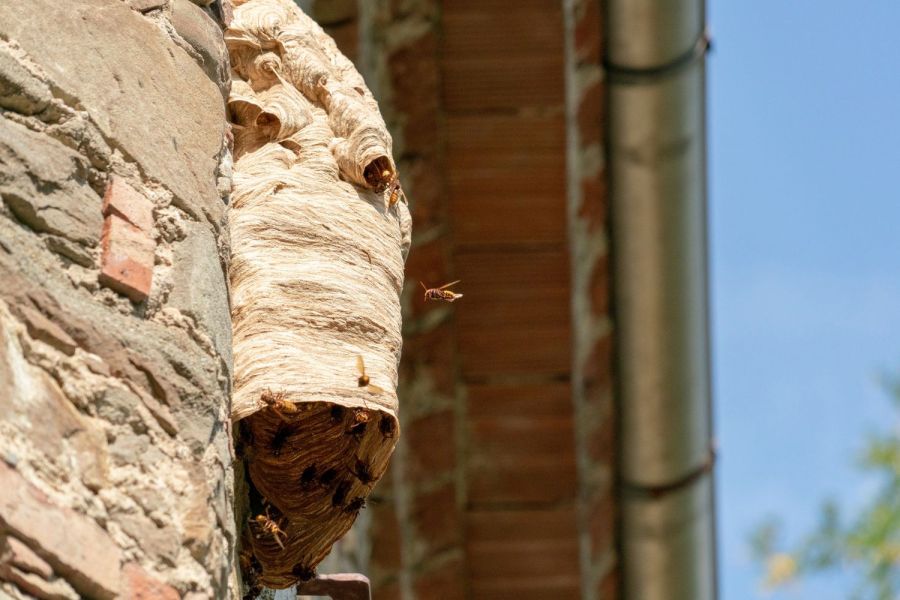 Künstliche Wespennester – 4 Stück, Je 21,8 Cm Durchmesser, Mit Halterung & Seil